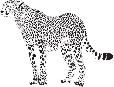 Clip Art Digital Download Large Cat Cheetah Svg Clipart Wild Cat Images