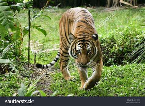 Tiger Prowling Stock Photo 8217895 Shutterstock