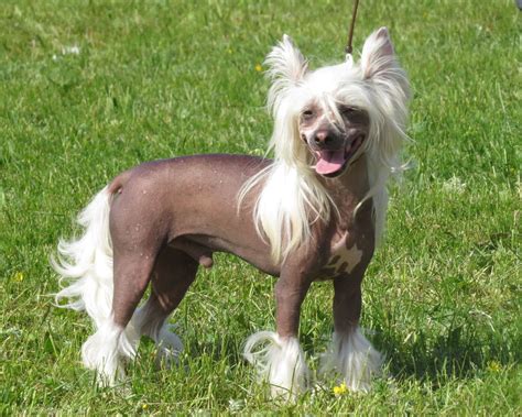 Goofy Looking Dog Breeds 10 Funniest Dog Breeds In The World Animal