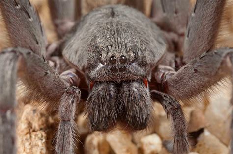 Theres A Really Gross Massive New Spider For You To Have Nightmares