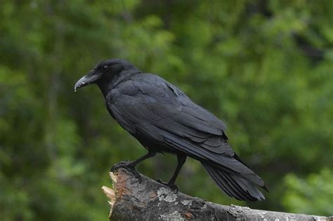 10 Types Of Black Birds In Maryland With Pictures Optics Mag