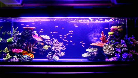 Check spelling or type a new query. Artificial Coral Reefs For Aquariums | Aquarium Design Ideas