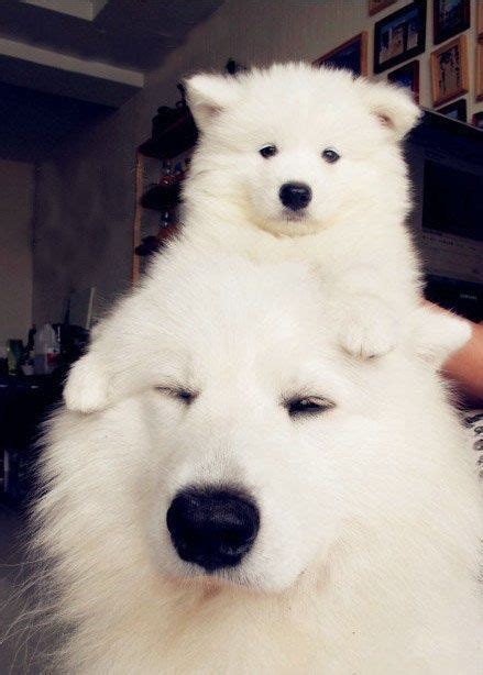 Father And Son Animals And Pets Funny Animals Funny Cats Samoyed