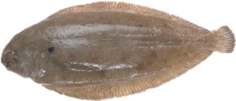 Download Brown Flounder Fish Isolated