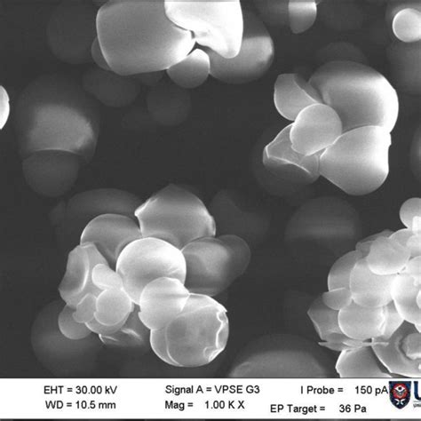 Image Of Native Tapioca Starch Scanned At 1000x Magnification