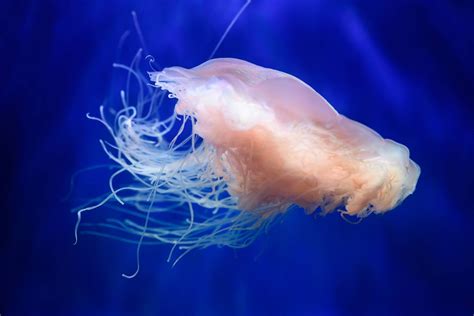 In Pictures Dangerous And Deadly Killer Jellyfish In Dublin Dublin Live