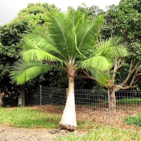 10 Most Popular Fast Growing Palm Trees With Pictures 2022
