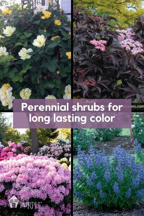 The Most Perfect Perennial Shrubs For Your Garden Artofit