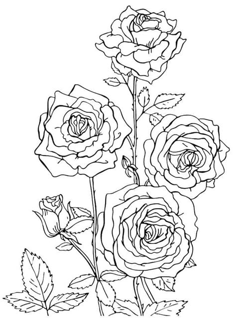 13 Flower Coloring Pages Printable Aivahafeefah