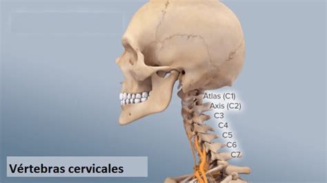 Vértebras Cervicales Definición Anatomia Función Anatomía Topográfica