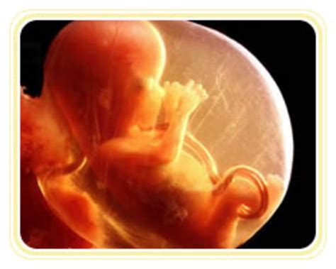 Baby formation timeline | Timetoast timelines