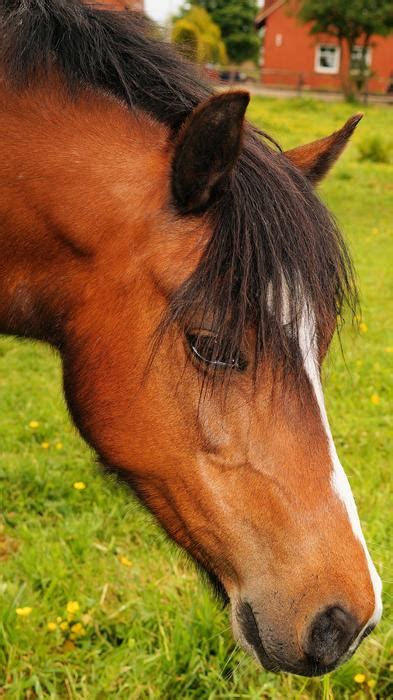 Brown Horse Grazing Free Image Download