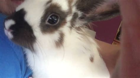 Baby Bunny Kisses So Cute Youtube