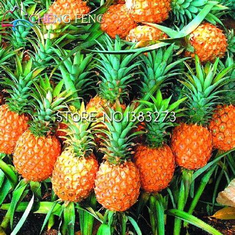 Sale Free Shipping 100pcs Bonsai Pineapple Seeds 100 Genuine Organic