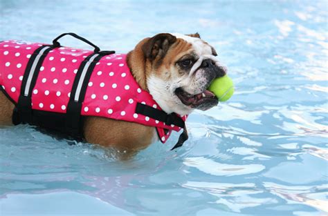 French bulldogs don't need water to swim. 7 Fun Things To Do With Your Dog This Summer