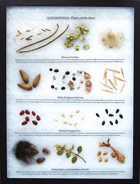 Seed Dispersal Display