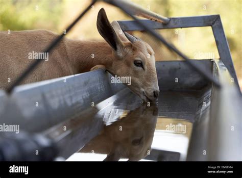 Thirsty Goat Drinking Water From Trough Stock Photo Alamy
