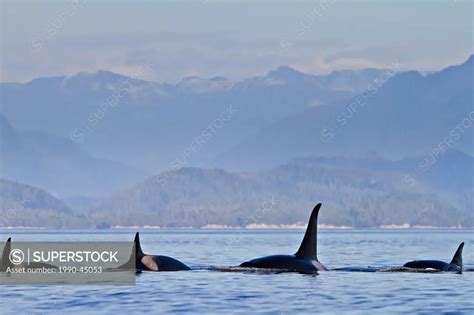 Killer Whales Orcinus Orca Off Malcolm Island Near Donegal Head In The
