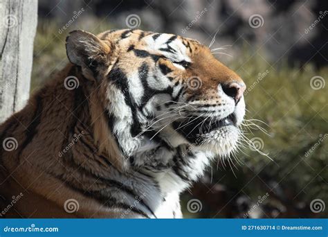 Close Up Siberian Tiger Amur Tiger Stock Photo Image Of Siberian