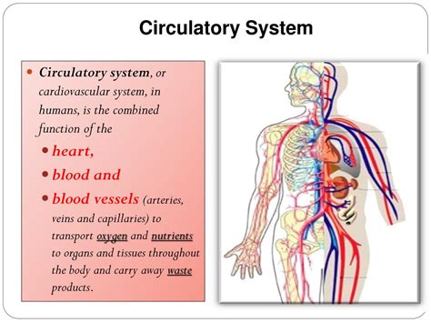 Ppt Biology 1 Human Circulatory System Powerpoint Presentation Free