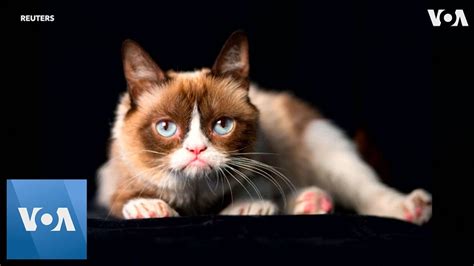 Internet Sensation Grumpy Cat Has Died At Age 7 Youtube