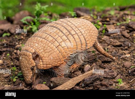 South America Six Banded Armadillo Euphractus Sexcinctus Bioparc Of