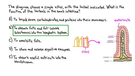 Question Video Describing The Function Of The Lacteals In The Small