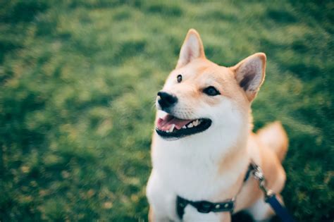 Shiba Inu Características Y Cuidados De La Raza Canina Point Pet