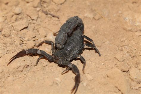 Scorpions Roused By A Freak Storm Sting And Hospitalize Hundreds In