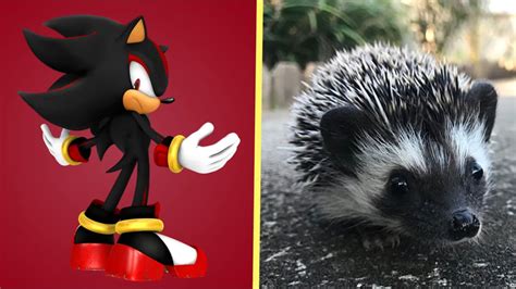 Pictures Of Sonic The Hedgehog In Real Life Peepsburghcom