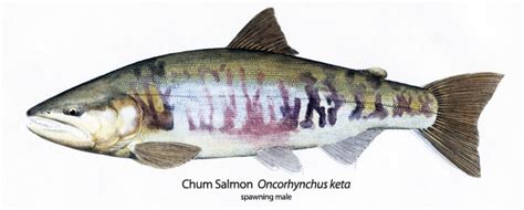 Pink (oncorhynchus gorbuscha), chum (oncorhynchus keta), sockeye. Chum Salmon