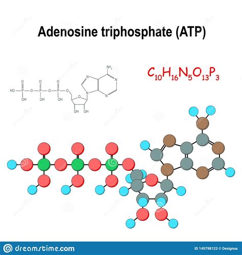 Assinale A Alternativa Correta Na Definição Da Adenosina Trifosfato Atp