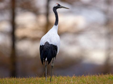33 Facts About Red Crowned Cranes 2023