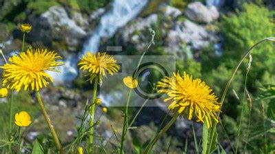 Herzlich willkommen bei blumen löwenzahn! Berg gelbe löwenzahn blumen / berg gelbe löwenzahn blumen ...