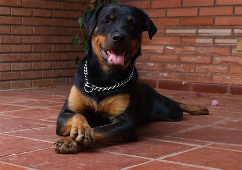 Fotos de perros grandes – Descargar imágenes gratis