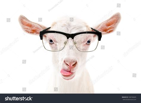 1609 Sheep Glasses Images Stock Photos And Vectors Shutterstock