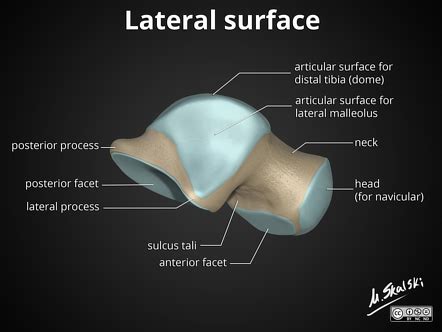 Anatomy of the talus | Image | Radiopaedia.org