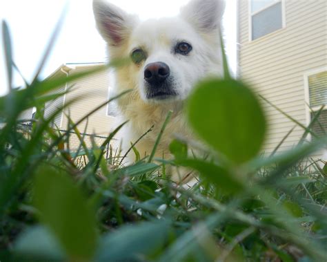 A White Dog Sitting In The Grass Next To A Green Leafy Plant With A
