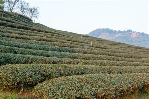 Morning View Of Tea Plantation Landscape Of Tea Plantation At Doi Mae Salong Chiang Rai