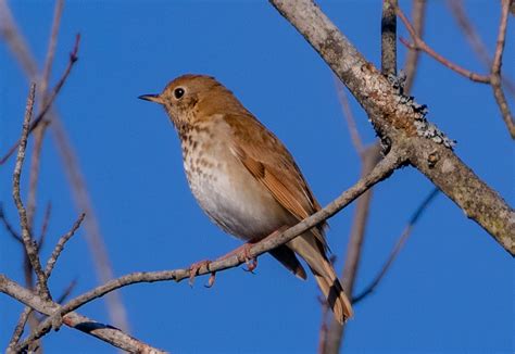 Veery Or Thrush And If Thrush Then What Kind Help Me Identify A
