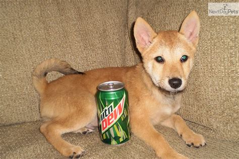 Shiba Inu Puppy For Sale Near Tampa Bay Area Florida