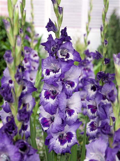 Vista Gladiolus 10 Bulbs Tricolor Purple 1012 Cm
