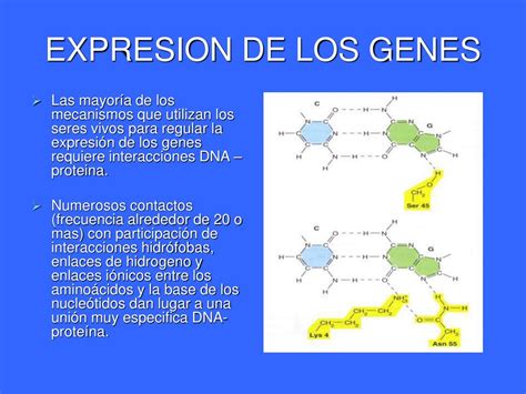 Ppt Expresion De Los Genes Powerpoint Presentation Free Download