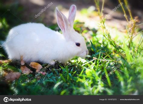 White Rabbit In The Garden Fluffy Bunny On Green Grass Spring — Stock