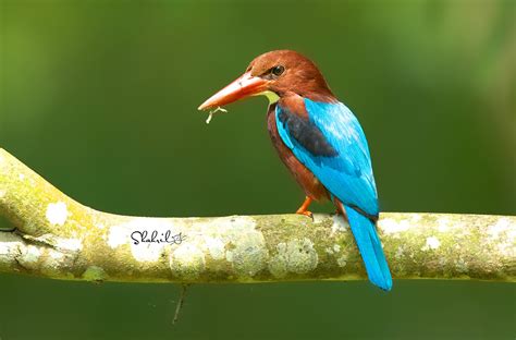 Kingfisher HD Wallpaper | Background Image | 2048x1352 ...