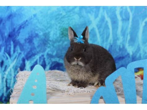 Purebred Netherland Dwarf Bunnies For Sale Madison Bunnies For Sale