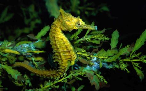Aquatic Animals Wallpapers - Wallpaper Cave