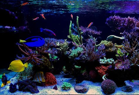 Coral Reef Aquarium Tank Scene With Fishes Stock Photo Image Of Full