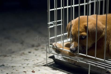 Sad Puppy In Cage Stock Image Image Of Inhumane Cage 2632197