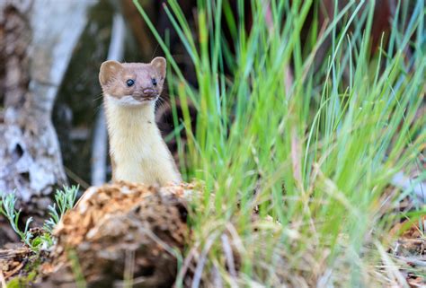 Long Tailed Weasel Wildlife Photography Forge Mountain Photography